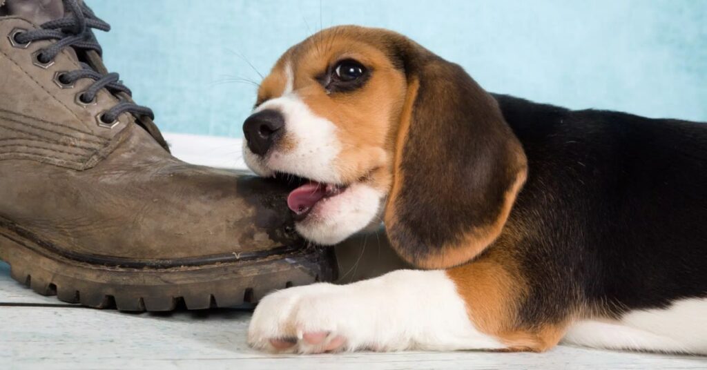 Tips for Preventing a Dog Chewing Shoes