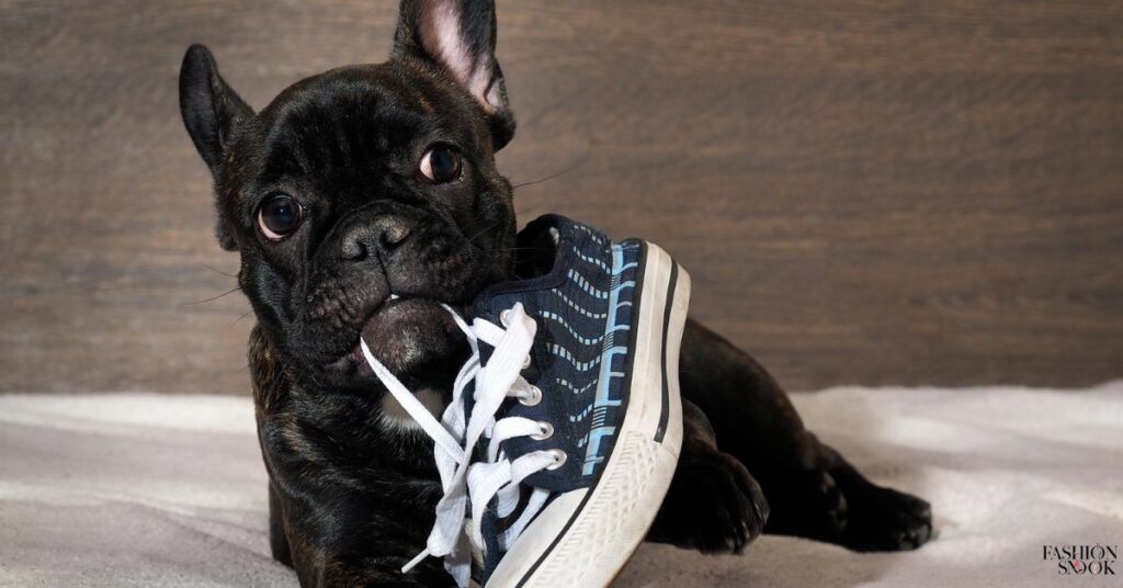 Why do dogs like shoes